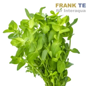 Sonderaktion Wolliges Fettblatt, Bacopa lanigera, Bund